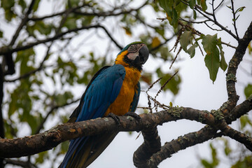Wild tropical Brazilian Blue and Yellow Macaw. Blue and Yellow Macaw (Ara ararauna)