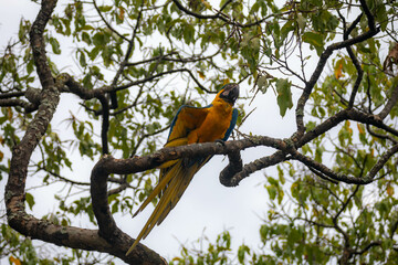 Wild tropical Brazilian Blue and Yellow Macaw. Blue and Yellow Macaw (Ara ararauna)