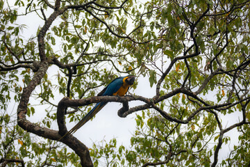 Wild tropical Brazilian Blue and Yellow Macaw. Blue and Yellow Macaw (Ara ararauna)