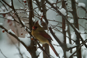 Winter Cardinal
