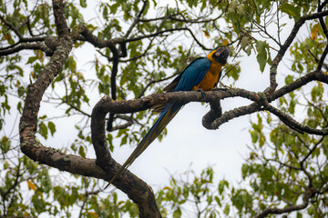 Wild tropical Brazilian Blue and Yellow Macaw. Blue and Yellow Macaw (Ara ararauna)