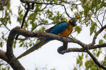 Wild tropical Brazilian Blue and Yellow Macaw. Blue and Yellow Macaw (Ara ararauna)