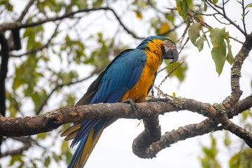 Wild tropical Brazilian Blue and Yellow Macaw. Blue and Yellow Macaw (Ara ararauna)