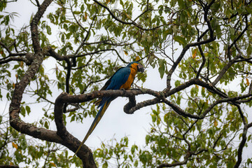 Wild tropical Brazilian Blue and Yellow Macaw. Blue and Yellow Macaw (Ara ararauna)