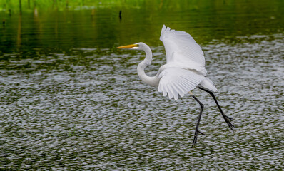 Closeup of a white heron, or great egret, landing in a shallow pond.
