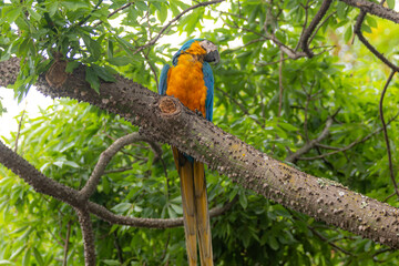 Wild tropical Brazilian Blue and Yellow Macaw. Blue and Yellow Macaw (Ara ararauna)