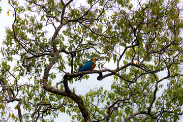 Wild tropical Brazilian Blue and Yellow Macaw. Blue and Yellow Macaw (Ara ararauna)
