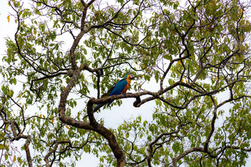 Wild tropical Brazilian Blue and Yellow Macaw. Blue and Yellow Macaw (Ara ararauna)