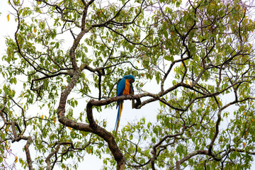 Wild tropical Brazilian Blue and Yellow Macaw. Blue and Yellow Macaw (Ara ararauna)