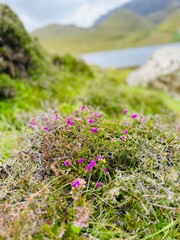 flowers on the rocks