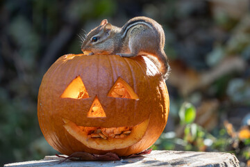 Little Chipmunk Eating Pumpkin Seeds