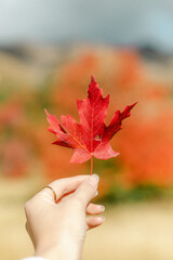 hand holding maple leaf