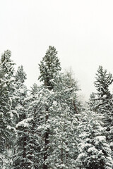 Snow Covered Pine Trees
