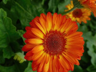 Orange gerbera daisy blooming in the garden