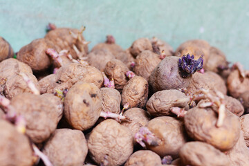Old wrinkled potato with roots.