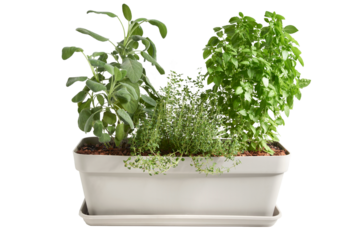 Jardineira branca horizontal com temperos frescos, isolado