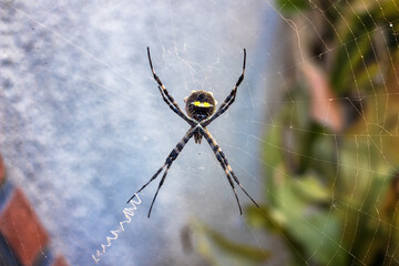 closeup of the back of a spider in a garden