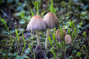 several mushrooms in a garden