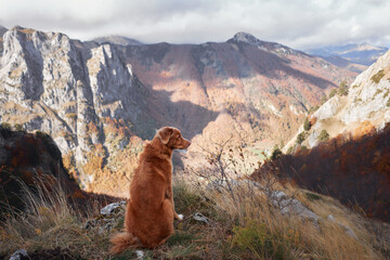 A Nova Scotia Duck Tolling Retriever sits on a rocky mountain ledge with a scenic autumn landscape....