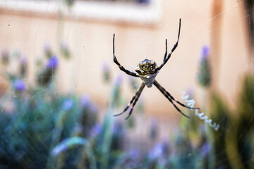 closeup of spider in a garden