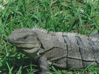 Large grey iguana on grass in Puerto Rico