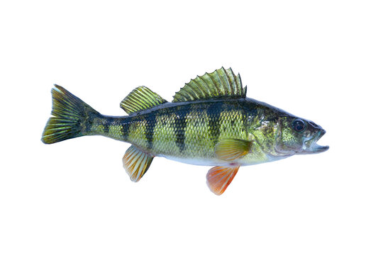 Fresh caught yellow perch isolated on a white background