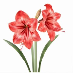 Amaryllis on White Background. Beautiful Amaryllis Flower