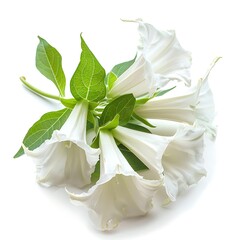 Fototapeta premium White Ajuga Isolated on White Background. Beautiful Ajuga Flower