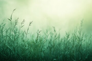 A field of tall grass bathed in a soft, green light, with fog creating a hazy, ethereal atmosphere.