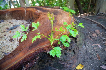 古木に植樹する
