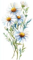 A watercolor painting of a bouquet of white daisies with yellow centers and green stems against a white background.