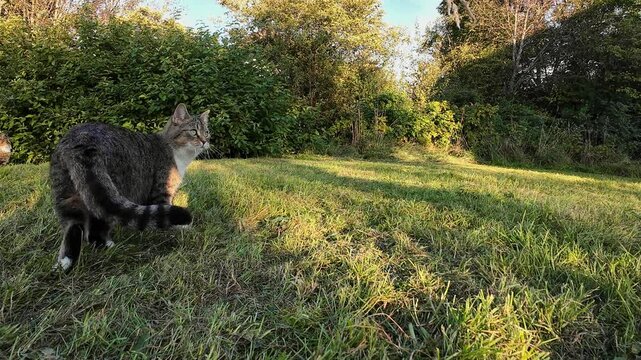 Eine kleine Katzen im Feld spielt mit einem Grashalm