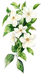 Obraz premium Watercolor painting of white flowers with green leaves.