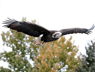Naklejka premium Bald eagle soaring in flight with forest background
