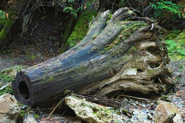 Weathered Tree Stump in Forest