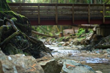 Peaceful Forest Stream Under Wooden Bridge