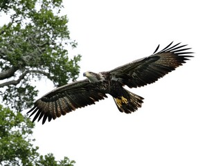 Obraz premium Juvenile Bald Eagle in Flight with Trees in Background