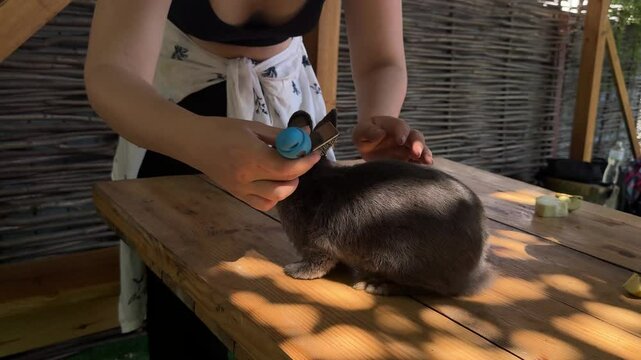 A calming scene of animal care in the countryside. A grey rabbit rests on a wooden table as a person tends to its fur with a grooming tool.