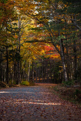 Maine Acadia National Park Carriage Trail in Fall Landscape