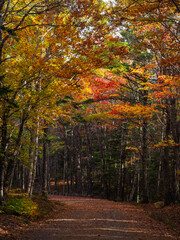 Obraz premium Maine Acadia National Park Carriage Trail in Fall Landscape