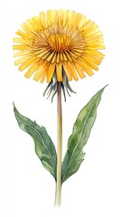 Obraz premium A watercolor painting of a dandelion with yellow petals and green leaves on a white background.