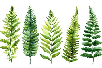 Five watercolor illustrations of green fern leaves, isolated on a white background.