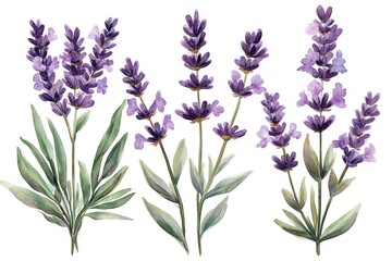 Naklejka premium Watercolor illustration of five lavender flowers with green leaves, isolated on white background.