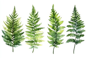 Watercolor illustration of four green fern leaves isolated on white background.