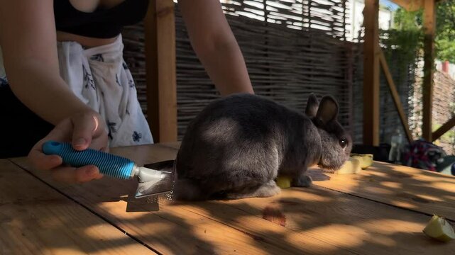 A calming scene of animal care in the countryside. A grey rabbit rests on a wooden table as a person tends to its fur with a grooming tool.