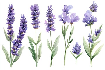Naklejka premium A set of six watercolor illustrations of lavender flowers with green leaves on a white background.