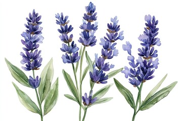 Watercolor illustration of purple lavender flowers with green leaves.