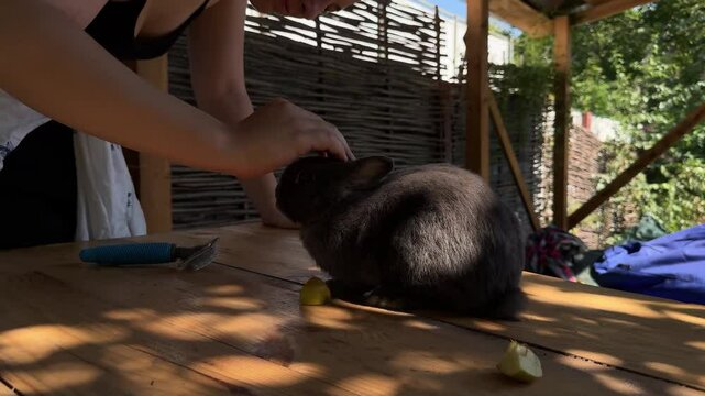A calming scene of animal care in the countryside. A grey rabbit rests on a wooden table as a person tends to its fur with a grooming tool.