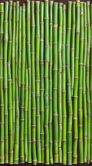 Obraz premium Pattern of Green Bamboo Stalks