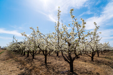 Pear flowers bloom in spring